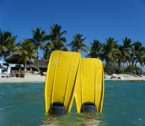 The Different Types of Fins