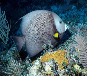 Bahamas Gray Angelfish