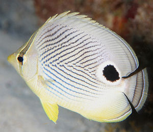 Bahamas Foureye Butterflyfish