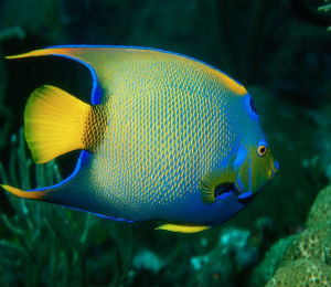 Bahamas Queen Angelfish