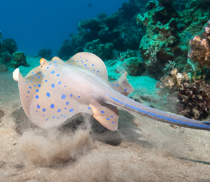 Bahamas Stingrays