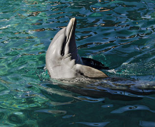Bahamas Atlantic Bottlenose Dolphin