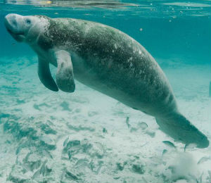 Manatees in the Bahamas