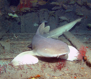 Bahamas Nurse Sharks