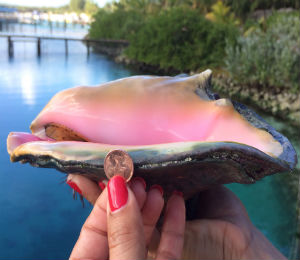 The Bahamas Conch