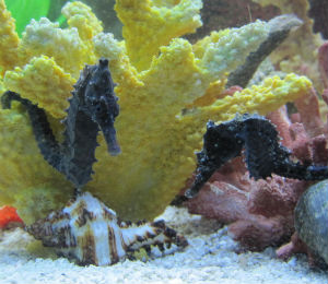 Sea Horses