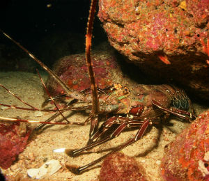 Lobster in the Bahamas