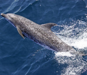 Atlantic Spotted Dolphin