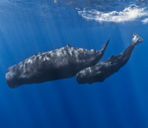 Sperm Whale in the Atlantic Ocean