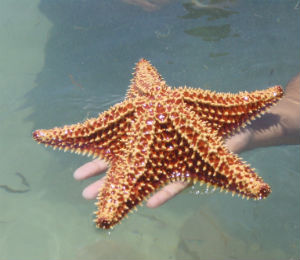 The Starfish of the Bahamas