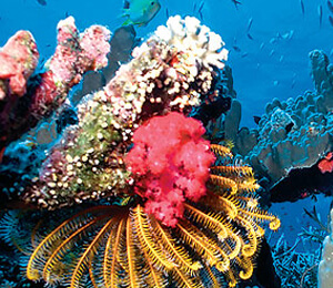 Nassau Snorkeling