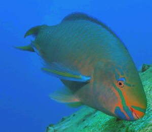 Bahamas Parrotfish