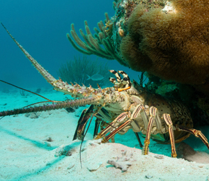 Bahamas Spiny Lobster