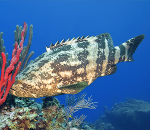 Bahamas Goliath Grouper