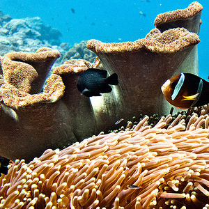 Coral Reef Threats