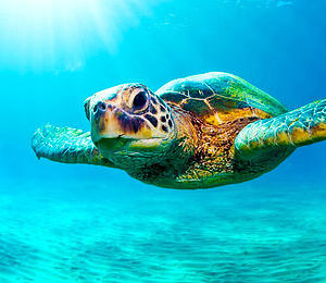 Bahamas Sea Turtles