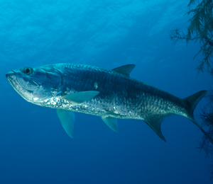 Bahamas Tarpon