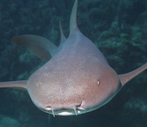 Bahamas Nurse Shark