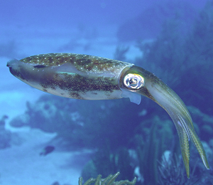 Caribbean Reef Squid