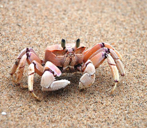 Bahamas Crabs