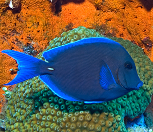 Bahamas Blue Tang