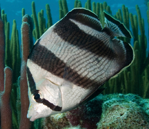 Bahamas Butterflyfish