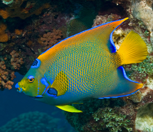 Bahamas Angelfish