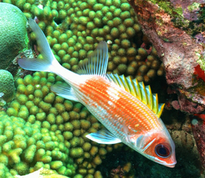 Bahaams Squirrelfish