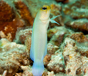 Bahamas Yellowhead Jawfish