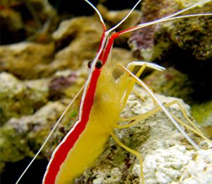 Bahamas Shrimp 