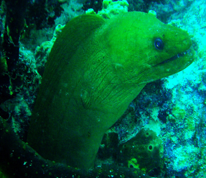 Bahamas Green Moray Eel