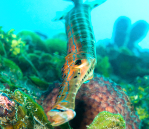 Bahamas Trumpetfish