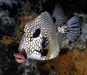 Bahamas Smooth Trunkfish