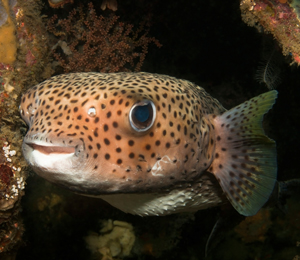 Image result for puffer fish bahamas