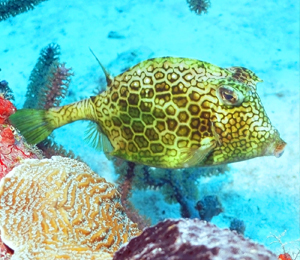 Bahamas Scrawled Cowfish