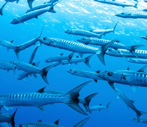 Bahamas Great Barracuda