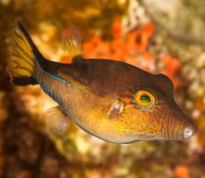Bahamas Sharpnose Pufferfish
