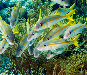 Bahamas Yellow Goatfish and Yellowtail Snapper