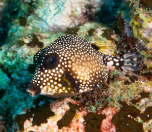 Bahamas White Spotted Filefish