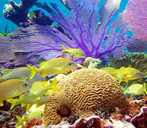  Reasons to Go Snorkeling in Freeport