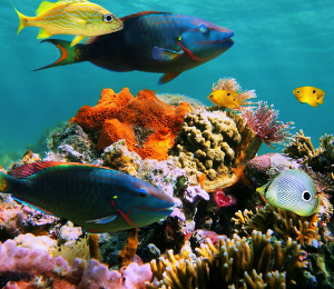 Two Eco-Friendly Tips for Bahamas Snorkeling