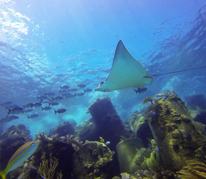What to Expect When Snorkeling Stuart Cove Bahamas